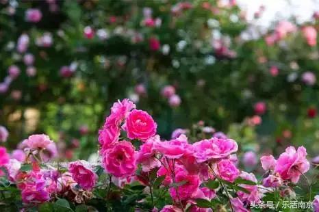 南京是一座很美的城市,南京最让人震撼的城市