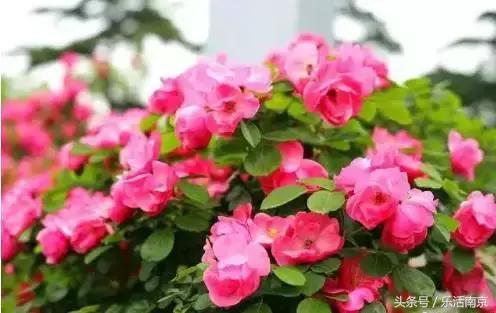 南京是一座很美的城市,南京最让人震撼的城市