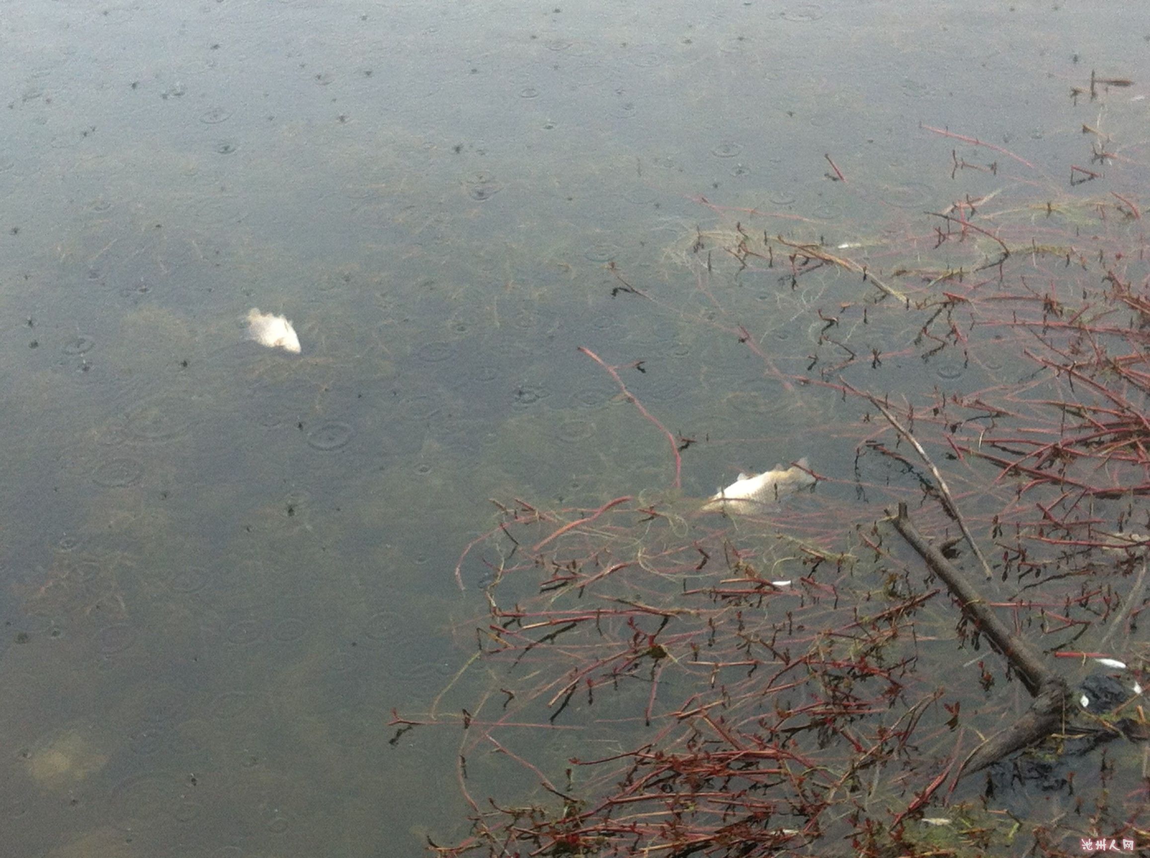 让农村人既恨又离不开的四样东西，知道一样算你牛！