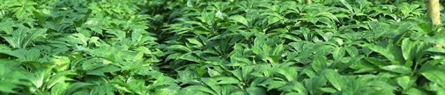 临床——为什么三七可以治疗冠心病