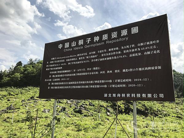 河南省山桐子,山桐子的未来