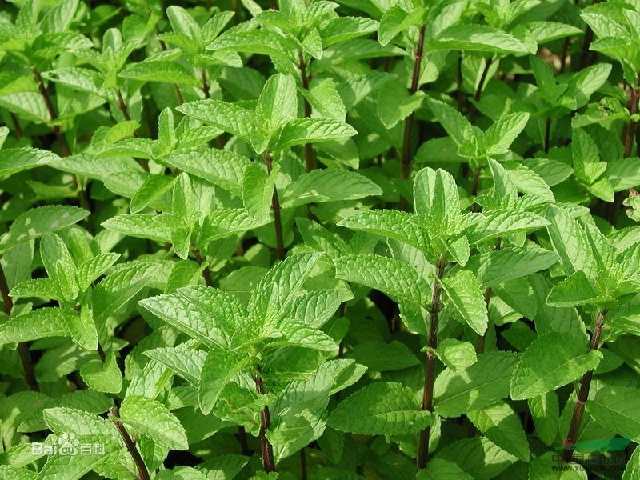 农村的植物有什么,农村植物药用功效