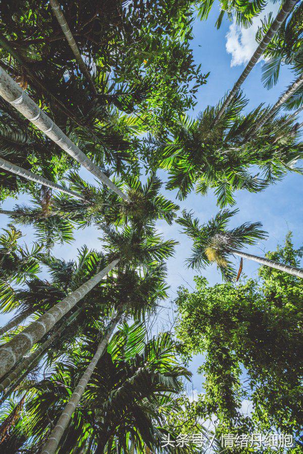 三亚亚龙湾美高梅度假酒店测评,三亚亚龙湾美高梅度假酒店电话