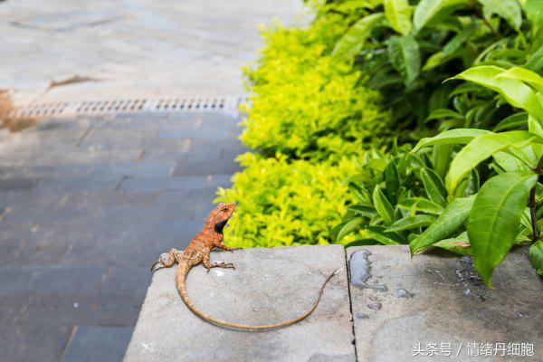 三亚亚龙湾美高梅度假酒店测评,三亚亚龙湾美高梅度假酒店电话