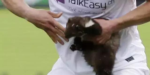 闯入足球场的动物,闯入者外国版叫什么