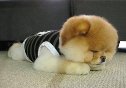 狗狗到家第一天没拉稀第二天拉稀,小狗有时候拉稀有时候不拉稀