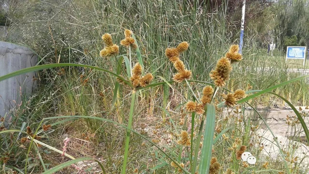 珠海几种常见的花,适合广东地区的观赏植物
