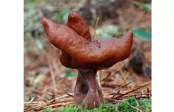 去野外采蘑菇意外发现巨毒蘑菇,采蘑菇发现毒蘑菇