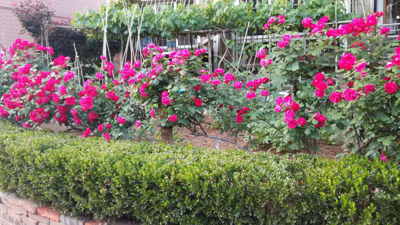 大连居民小区物业业主自管,大连某小区