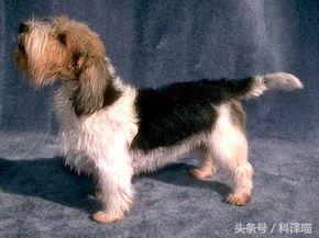 法国国王的狗狗，连狼都敢捕！可惜狼少了，狗也少了