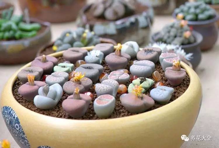 多肉有毒到底有多可怕 (各种多肉有毒吗)