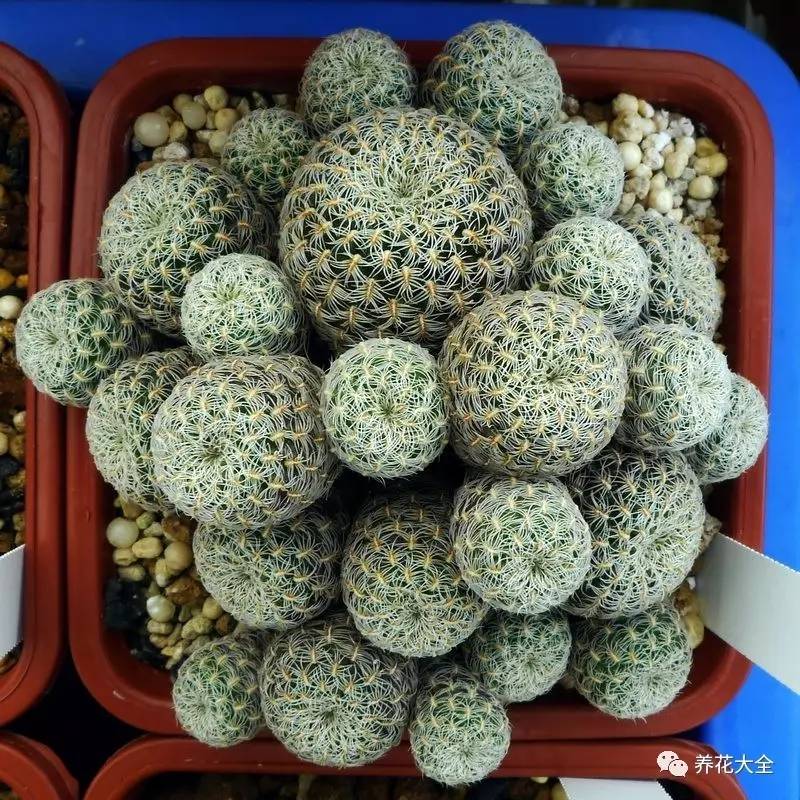 多肉有毒到底有多可怕 (各种多肉有毒吗)