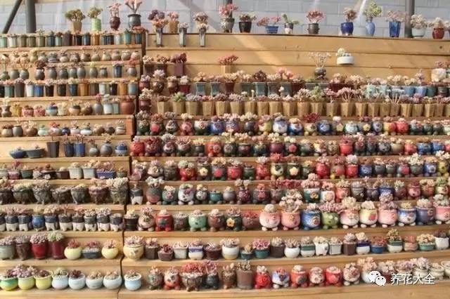 多肉有毒到底有多可怕 (各种多肉有毒吗)