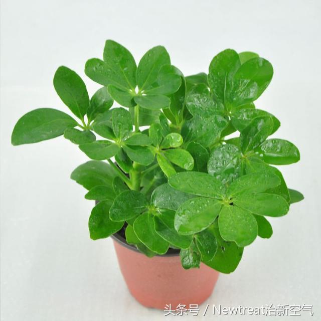 可以吸甲醛净化空气的绿植,吸甲醛的适合室内的绿植排名