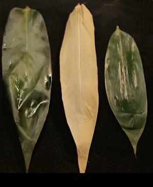 端午节粽子辟谣,粽子叶怎样的才没毒