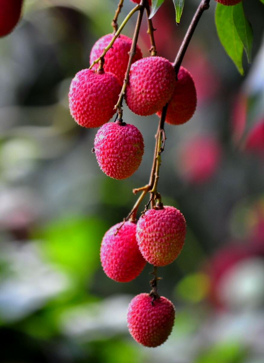 为博美人一笑不惜一切的诗句,只为博妃子一笑