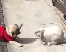 推主家的猫看电视，看着看着就睡着了，太可爱了，还翘着二郎腿！