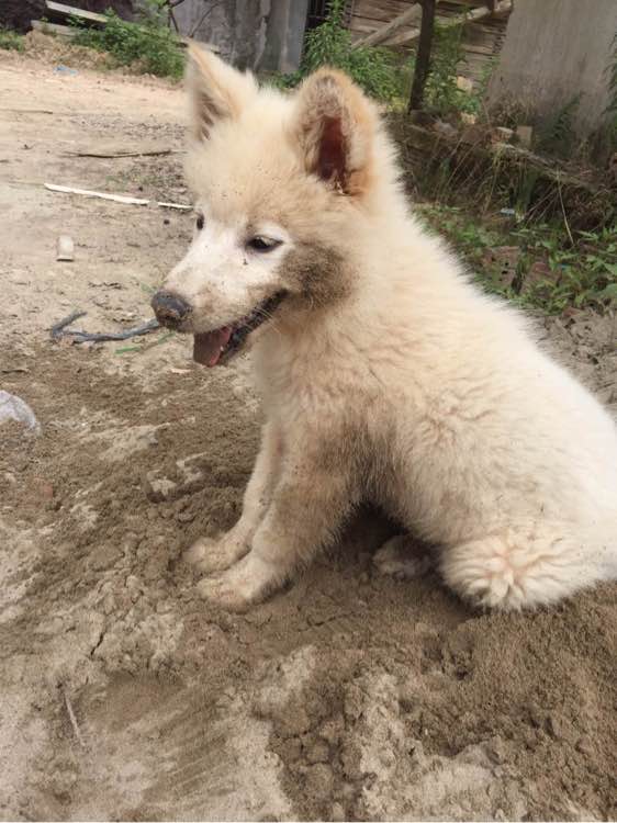 养了之后才明白，这狗除了笑起来好看以外，跟哈士奇没啥区别