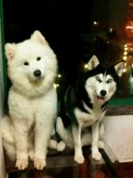 养了之后才明白，这狗除了笑起来好看以外，跟哈士奇没啥区别