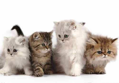 小猫大便拉稀用什么药,小猫拉稀吃什么药