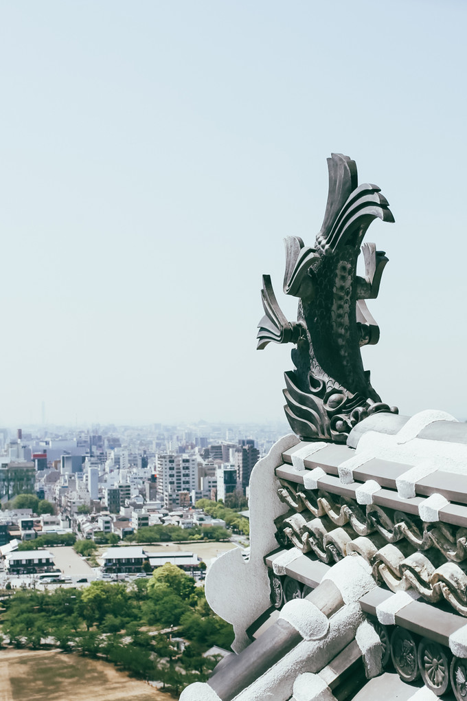 紫藤花开的季节去看锦鲤成了精，据说转发会有好运