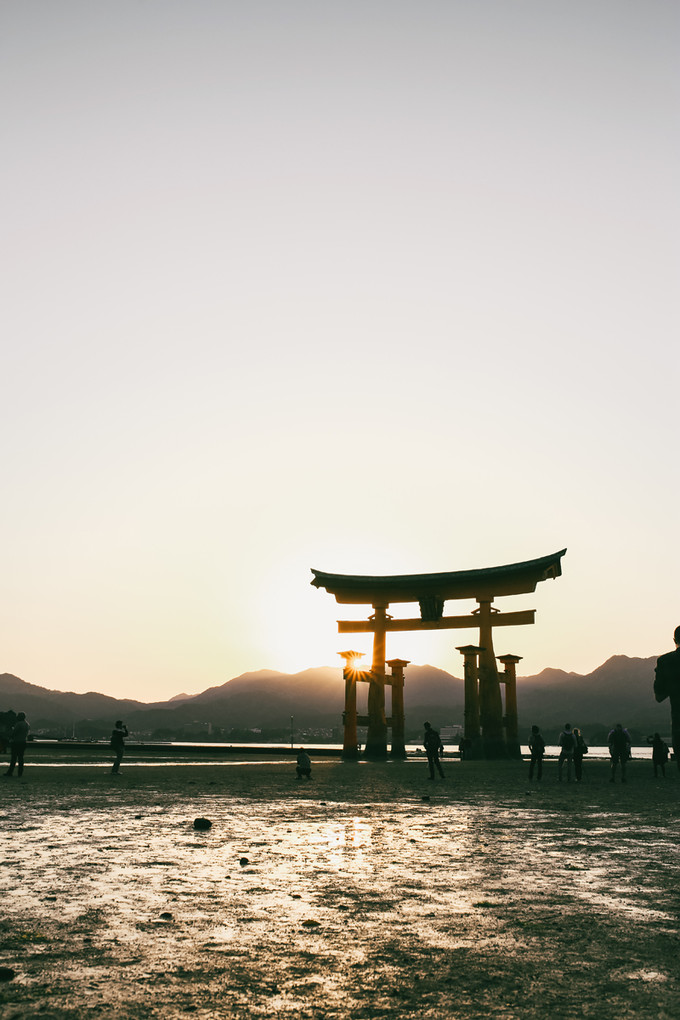 紫藤花开的季节去看锦鲤成了精，据说转发会有好运