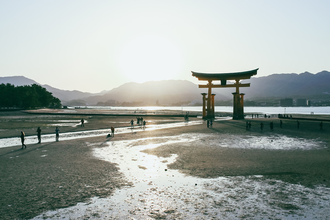 紫藤花开的季节去看锦鲤成了精，据说转发会有好运