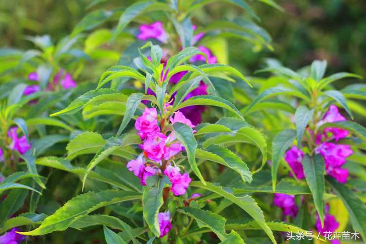 凤仙花栽培技术,无人栽培凤仙花