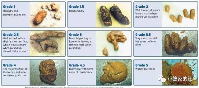 今天我们聊聊狗屎吧!