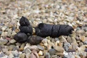 今天我们聊聊狗屎吧!