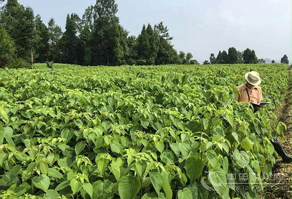 河南省山桐子,山桐子的未来