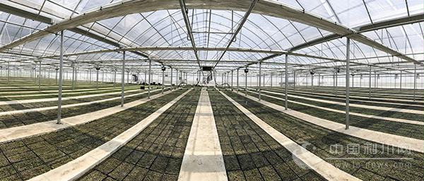 河南省山桐子,山桐子的未来