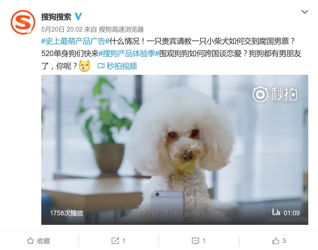 掘金萌宠红利：搜狗拍广告真就请来狗当主角，心都萌化了