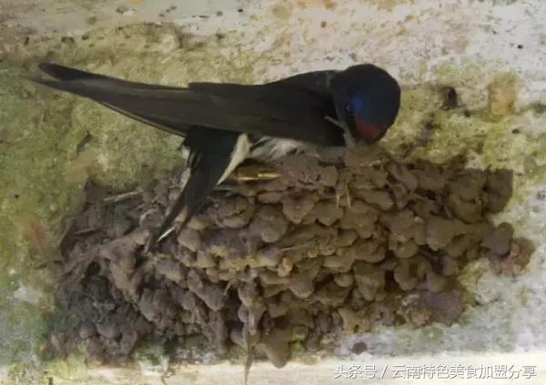 碰了燕子会怎么样,碰燕子有什么忌讳吗