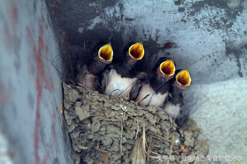 碰了燕子会怎么样,碰燕子有什么忌讳吗