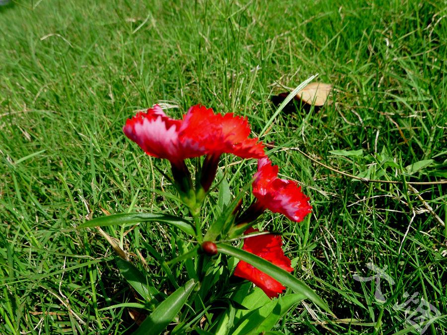 母亲节康乃馨图画,母亲节康乃馨花艺作品图集