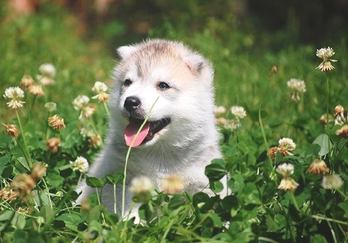 狗狗到家第一天没拉稀第二天拉稀,小狗有时候拉稀有时候不拉稀