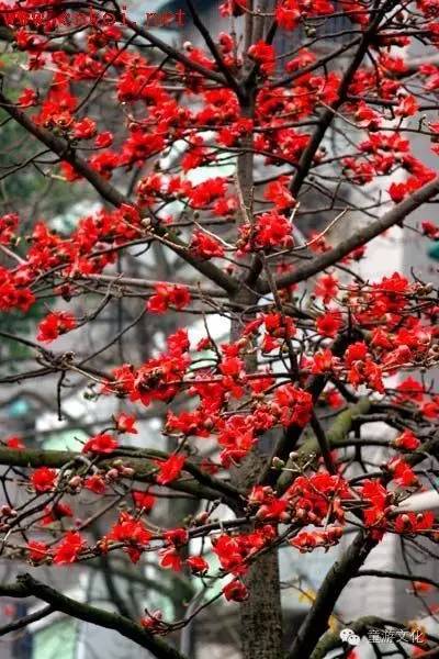 珠海几种常见的花,适合广东地区的观赏植物