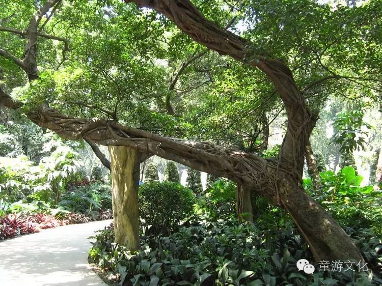 珠海几种常见的花,适合广东地区的观赏植物