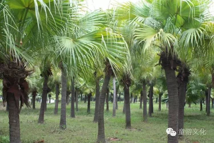 珠海几种常见的花,适合广东地区的观赏植物