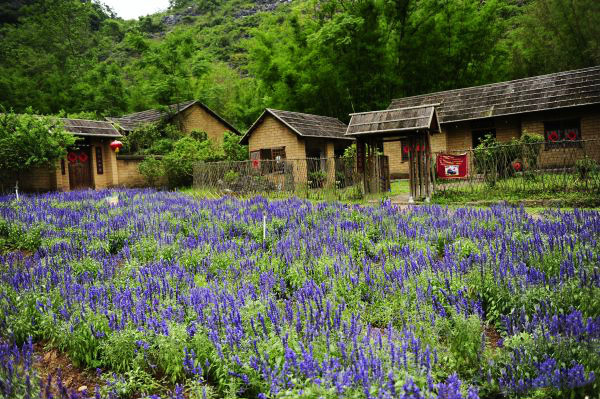 广州薰衣草公园,广州附近哪里有薰衣草看