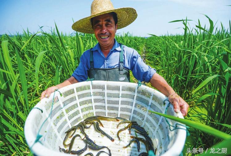 茭白田里泥鳅黄鳝野生的多不多,泥鳅养殖致富新路