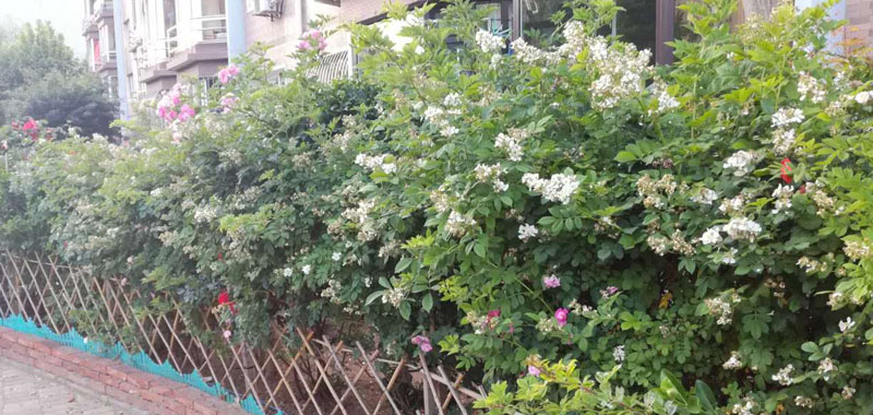 大连居民小区物业业主自管,大连某小区