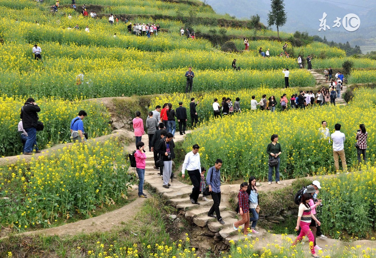 端午节准备艾草是哪个地方的习俗,为何说艾草收获的最佳时间端午节