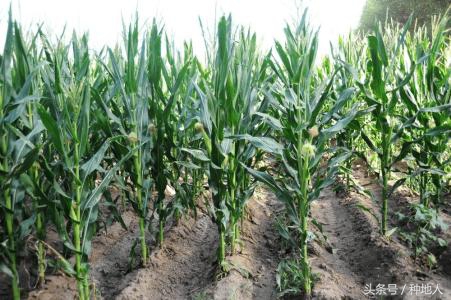 宽叶玉米和窄叶玉米哪个高产,适合山东种植的春播玉米高产品种