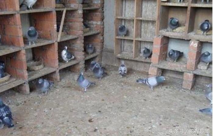 散养鸽子窝怎样搭建,废旧物品利用养鸽子
