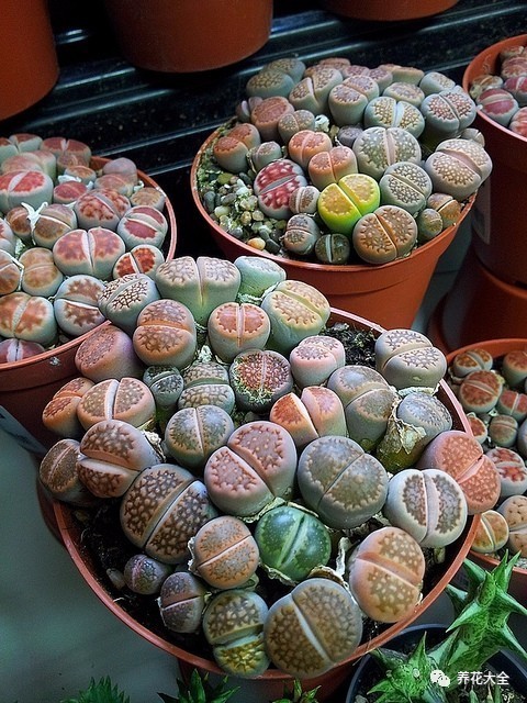 多肉有毒到底有多可怕 (各种多肉有毒吗)