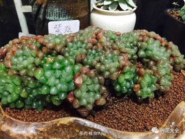 多肉有毒到底有多可怕 (各种多肉有毒吗)