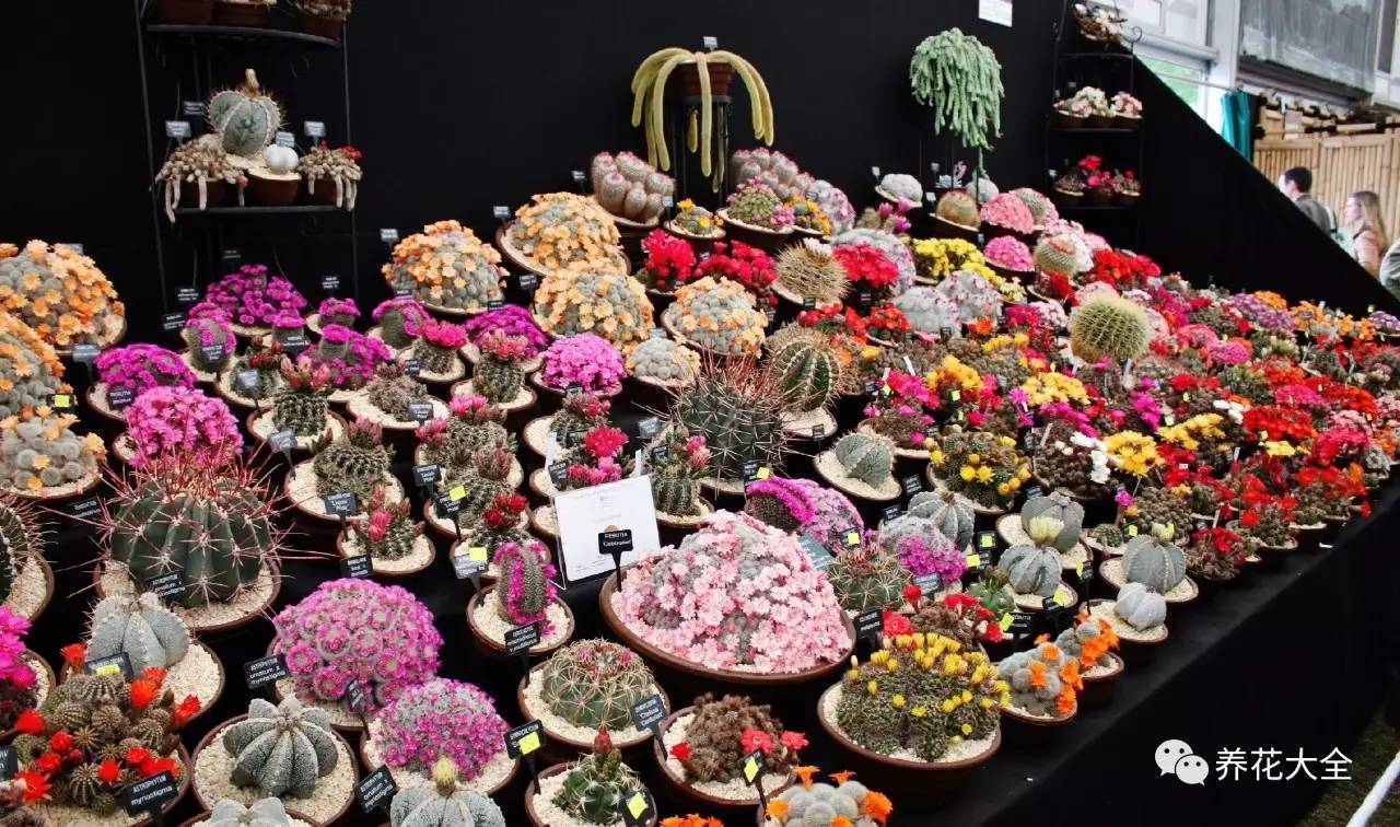 多肉有毒到底有多可怕 (各种多肉有毒吗)