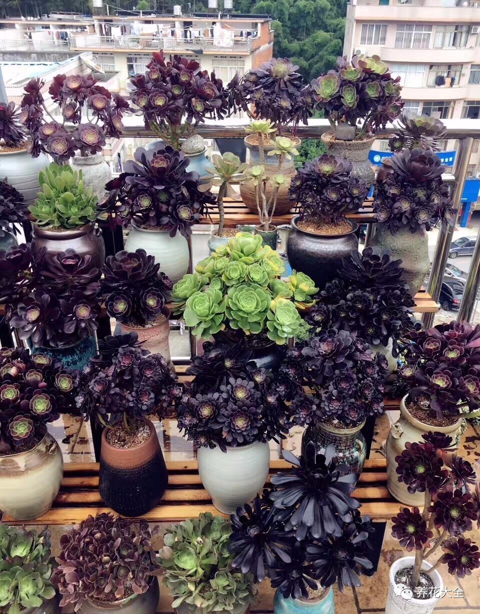 多肉有毒到底有多可怕 (各种多肉有毒吗)